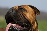 BULLMASTIFF 435